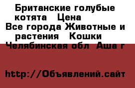 Британские голубые котята › Цена ­ 5 000 - Все города Животные и растения » Кошки   . Челябинская обл.,Аша г.